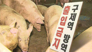 허술한 구제역 방역망&hellip;전국 확산 비상