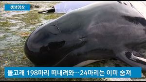 [생생영상] '죽음의 덫'에 빠진 돌고래&hellip;이유도 모른 채 떼죽음