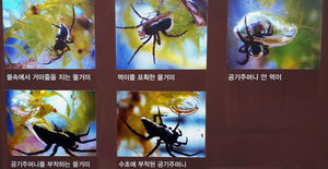 [핫포토] 연천군, 세계적 희귀종 물거미 서식지 관광자원화