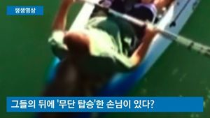 [생생영상] 가족들 탄 카약에 '무단 탑승'한 바다사자