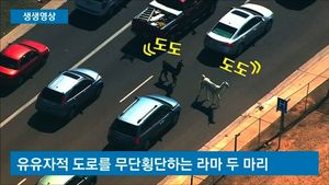 [생생영상] 갑자기 나타난 라마에 美 주택가 소동