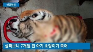 [생생영상] '펑펑!' 폭죽 터지자&hellip;새끼 호랑이 '비명횡사'
