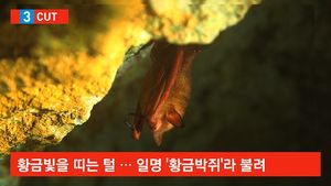 [5컷] 모습 감췄던 황금 박쥐, 19년 만에 포착
