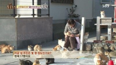 스브스 고양이섬