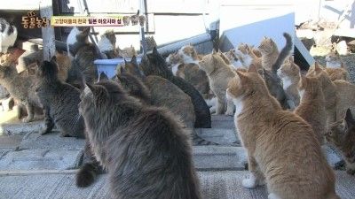 스브스 고양이섬