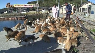 스브스 고양이섬