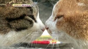 200마리 고양이와의 기묘(猫)한 동거&hellip;'고양이 섬' 아오시마
