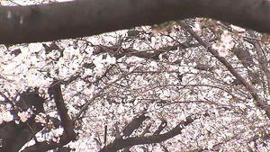 추위 가고 봄 '성큼'&hellip;"벚꽃 평년보다 일찍 핀다"