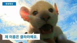 [생생영상] 라틴아메리카 첫 흰색 새끼 사자&hellip;애교 가득
