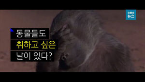 '헤롱헤롱' 숙취까지&hellip;동물들도 취할 때가 있다