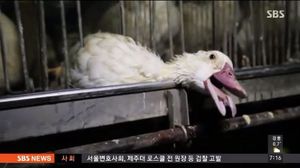 입에 튜브 꽂아 음식물 밀어 넣어&hellip;푸아그라 찬반 논란