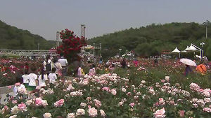 [울산] '전국 최대 규모' 울산대공원 장미 축제 개최