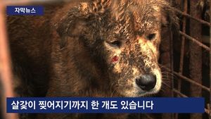 [자막뉴스] 열악한 반려동물 번식장&hellip;충격 판매 실태