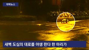 [자막뉴스] 도심대로 '어슬렁'&hellip;민가로 내몰린 '야생 판다'