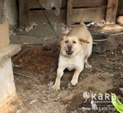 쓰레기 먹던 강아지, '지킴이 견'으로&hellip;견생역전