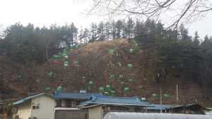 [핫포토] 재선충병으로 몸살 앓는 마을 뒷산