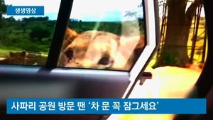 [생생영상] 사파리 공원서 사자가 차문을 열었다&hellip;'혼비백산'