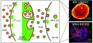 KAIST, '종양 전역에 약물 전달' 항암치료 NT 개발