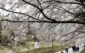 [핫포토] "나들이 오세요"&hellip;성남 도심 벚꽃길 8경