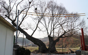 [핫포토] 일본 헌병 감시한 '독립군 나무'