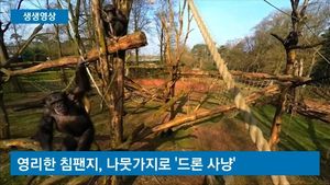 [생생영상] 하늘에 떠 있는 드론 잡은 침팬지&hellip;공격에 '속수무책'