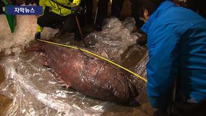 [자막뉴스] '120kg' 초대형 돗돔, 520만 원 역대 최고 낙찰