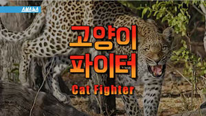'솜방망이' 날리는 고양이 파이터
