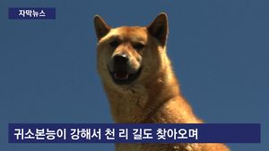 [자막뉴스] 날렵함에 용맹함까지&hellip;최고 진돗개 가려낸다