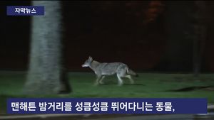 [자막뉴스] 뉴욕 도심에 야생동물 코요테&hellip;경찰&middot;시 당국 '비상'