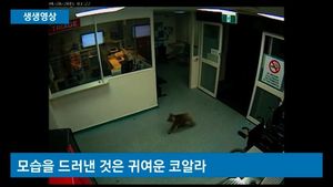 [생생영상] '아무도 안 계세요'?&hellip;병원 곳곳 누빈 코알라