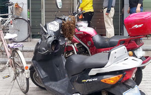 [핫포토] 오토바이 손잡이에 벌집이?&hellip;벌떼 '우글우글'