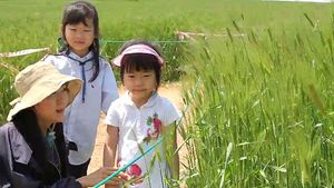 [영상] 바람이 머무는 청보리밭 '귀를 기울이면'