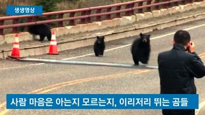 [생생영상] '곰과 사람의 꼬리잡기?'&hellip;국립공원 관광객 쫓는 '곰 가족'