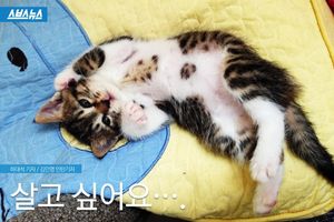 길고양이도 하나의 생명입니다