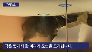 [자막뉴스] 천장 뚫고 나온 야생 멧돼지&hellip;쇼핑몰 난장판