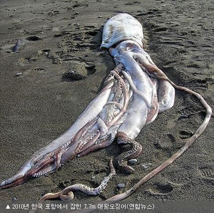 뉴질랜드 해변서 길이 7m짜리 대왕오징어 발견