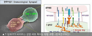 [포토] T-임파구가 바이러스 감염 세포 죽이는 방법 규명