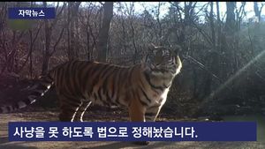 [자막뉴스] 민가에 나타난 백두산 호랑이&hellip;선명한 이빨 자국