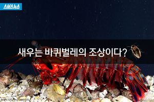 '새우는 바퀴벌레의 조상이다?'