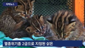 [자막뉴스] '어미 잃은' 삵 새끼 5마리 구조&hellip;"매우 드문 일"