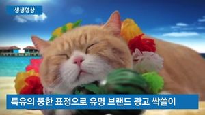 [생생영상] 수십억 벌어들인 고양이&hellip;'나는 기부까지 하는 고양이다옹'