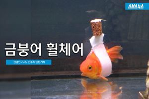 아픈 물고기에게 새 삶을&hellip;'금붕어 휠체어'