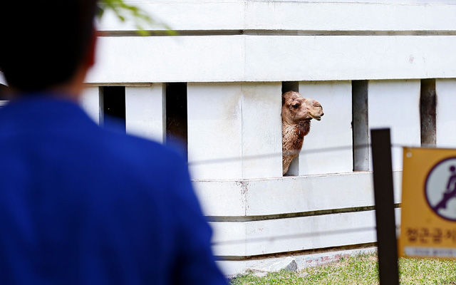 메인이미지  2 : 중동호흡기증후군(메르스) 공포가 퍼지면서 2일 오후 과천 서울대공원 동물원의 낙타가 내실(內室)에 격리돼있다.

   동물원 관계자는 "서울대공원 동물원의 낙타는 여기서 태어나 여기서 자랐기 때문에 메르스 감염과는 무관하다고 보고 있다"면서도 "그러나 사회 이슈가 되는 만큼 관람객들이 안심하고 관람할 수 있도록 검증을 받는 게 좋겠다고 생각해 보건환경연구원에 메르스 감염 검사를 의뢰하기로 했다"고 설명했다.(과천=연합뉴스) 