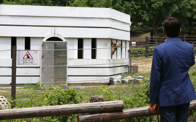 메인이미지  1 : 중동호흡기증후군(메르스) 공포가 퍼지면서 2일 오후 과천 서울대공원 동물원의 낙타가 내실(內室)에 격리돼있다.

   동물원 관계자는 "서울대공원 동물원의 낙타는 여기서 태어나 여기서 자랐기 때문에 메르스 감염과는 무관하다고 보고 있다"면서도 "그러나 사회 이슈가 되는 만큼 관람객들이 안심하고 관람할 수 있도록 검증을 받는 게 좋겠다고 생각해 보건환경연구원에 메르스 감염 검사를 의뢰하기로 했다"고 설명했다.(과천=연합뉴스) 