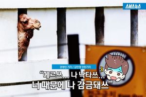 "중동 구경도 못 해봤는데&hellip;" 애꿎은 낙타 수난시대