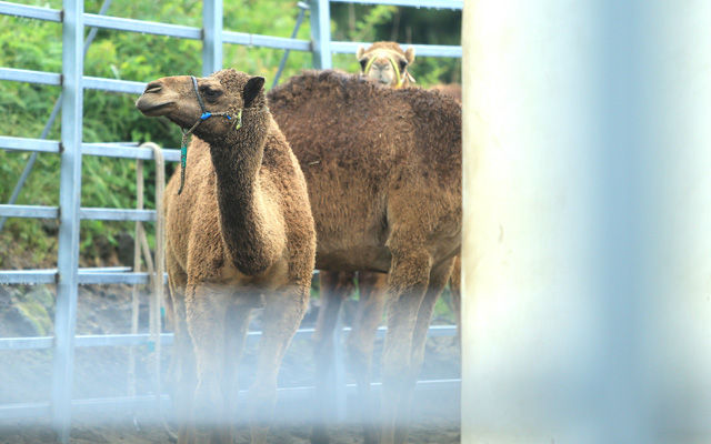 메인이미지  4 : 5일 중동호흡기증후군(메르스) 확산으로 국내에서 가장 많은 낙타가 있는 것으로 알려진 제주지역 모 낙타체험 관광업체가 영업을 잠정 중단한 가운데 낙타들이 격리 조치돼 있다.  (제주=연합뉴스)