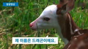[생생영상] 다르다는 이유로&hellip;어미에게 버림받은 '알비노' 사슴