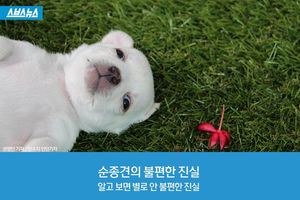순종견의 안 불편한 진실