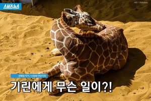 기린에게 무슨 일이?!