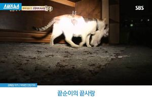 끝순이의 끝사랑